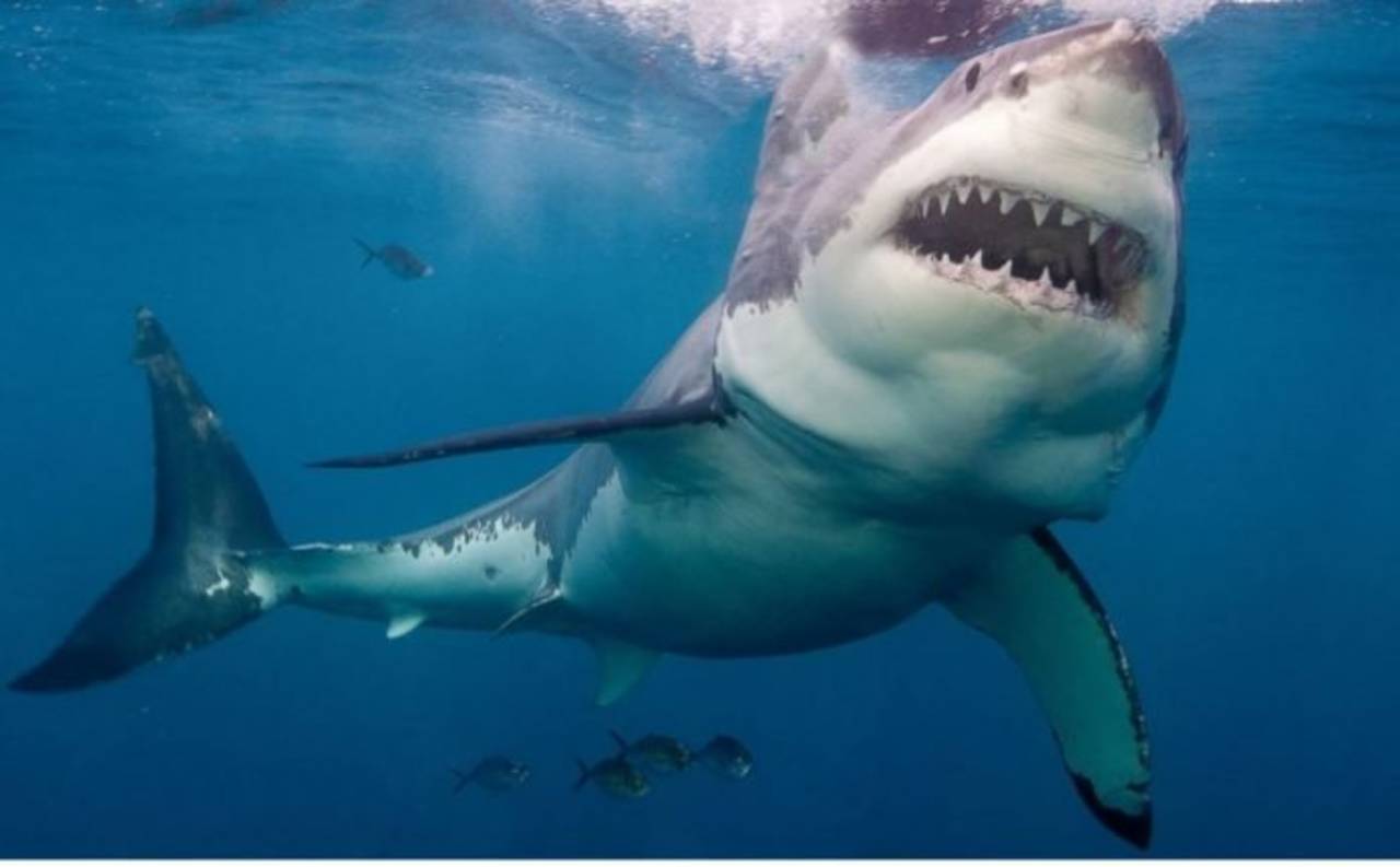 (Video) Saltó un metro fuera del agua: Tiburón ataca por sorpresa al científico que lo estudiaba