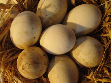 Huevos con salmonella en israell