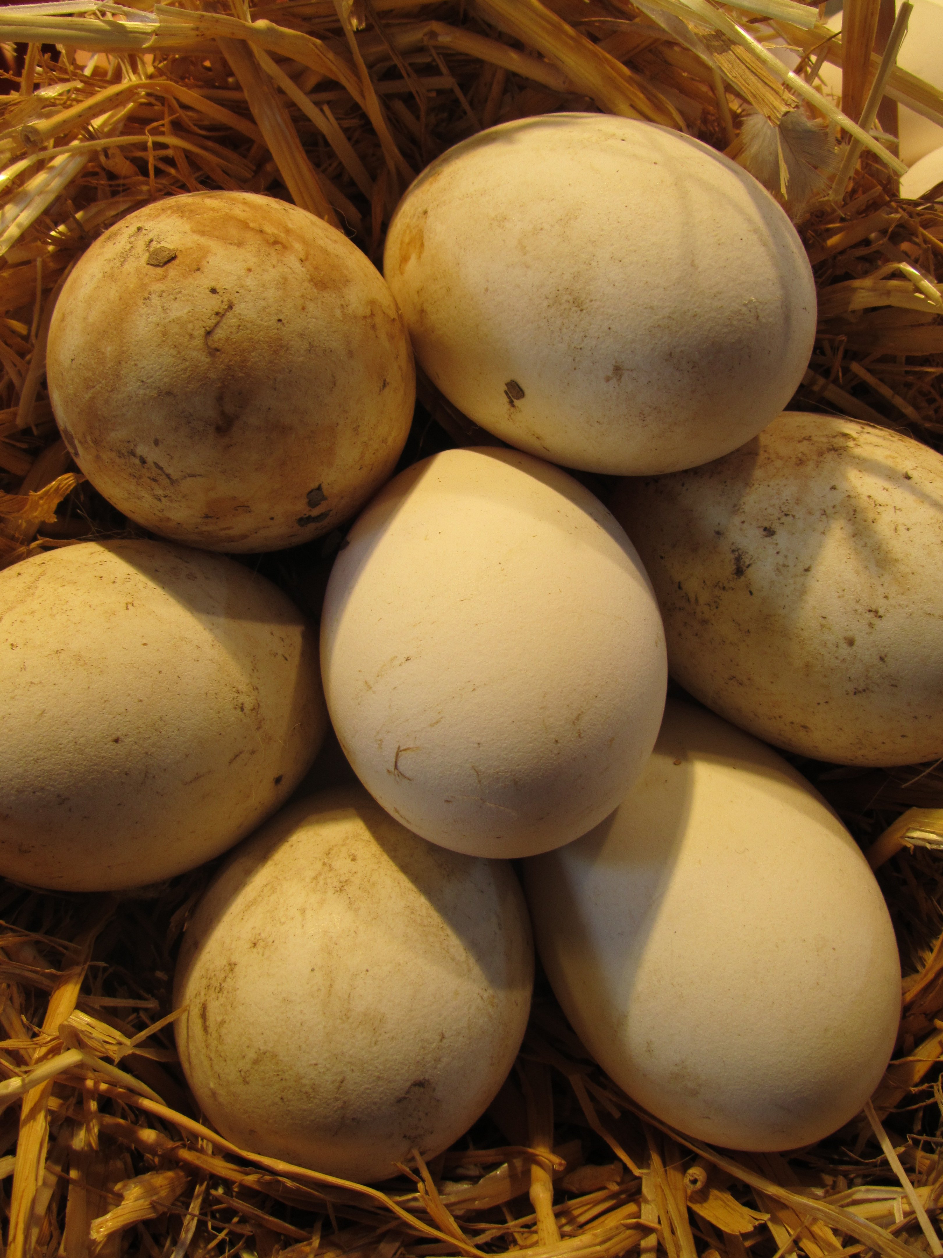 Huevos con salmonella en israell
