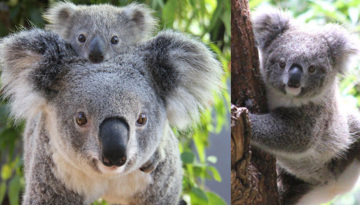 Koalas amenazados por tala de árboles en Australia (+VIDEO)