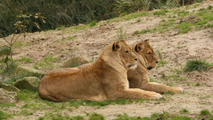 (Video) Vida animal extrema: Leonas devoran vivo a un jabalí  y son atacadas por una manada de hienas