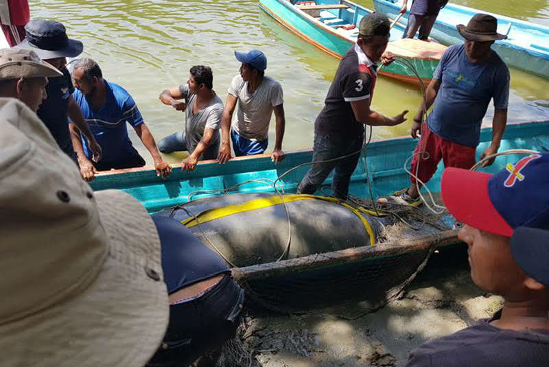 Algas tóxicas podrían ser la causa de muerte de manatíes