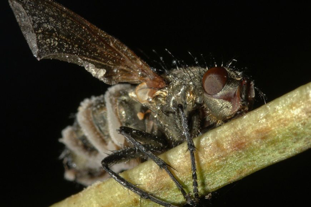 Extraño hongo convierte a las moscas en zombies suicidas