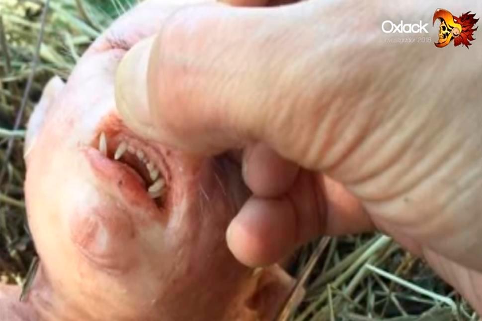 (Vídeo) Falacia o verdad: El descubrimiento del bebé mitad cerdo, mitad humano