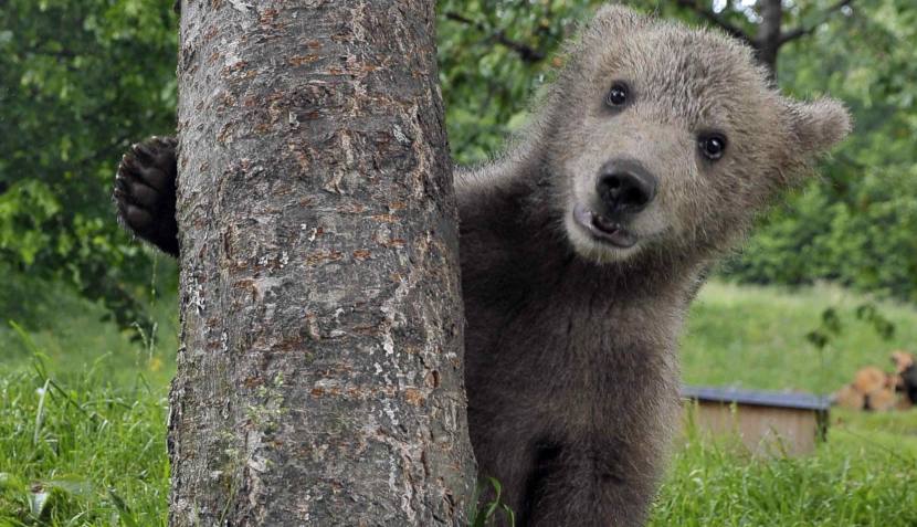 (Video) Eslovenia, el país donde los hombres conviven con los osos