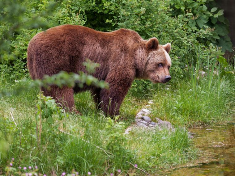 (Video) Buscan a un oso con un bidón en la cabeza para auxiliarlo