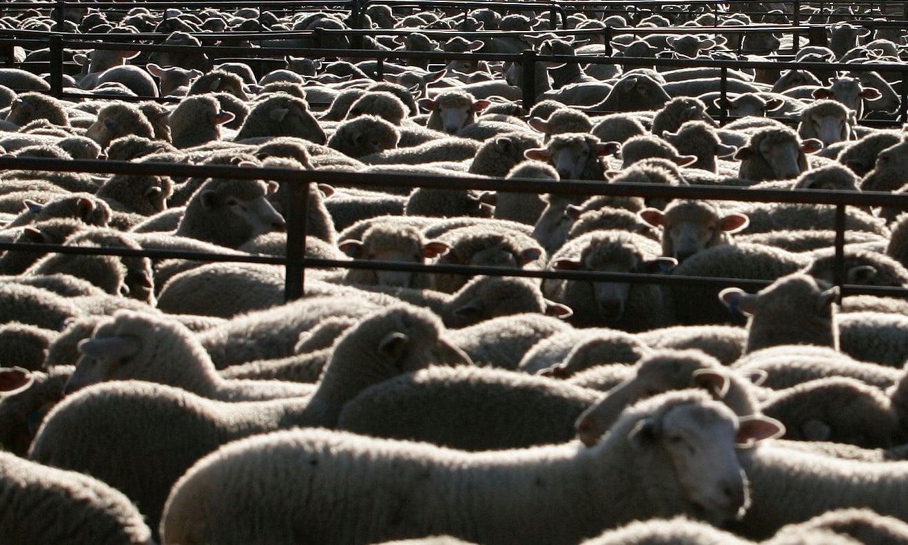 Por maltrato animal: Australia retira licencia al mayor exportador de ovejas