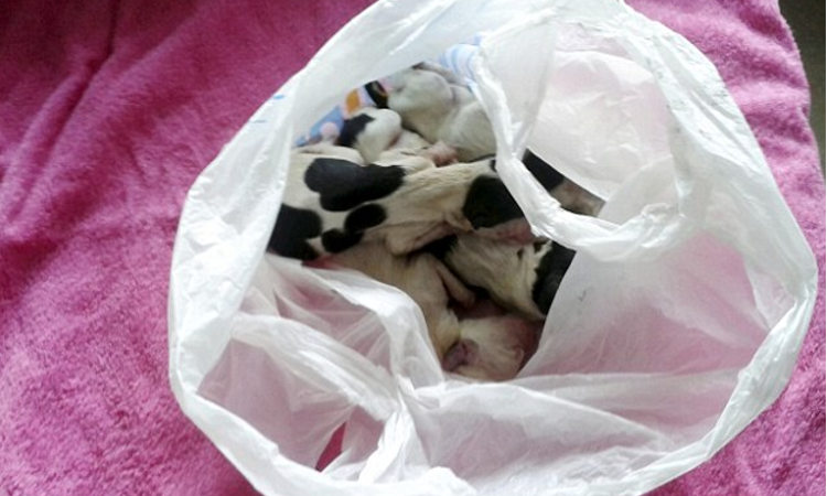Indignación: Cachorros se asfixiaban en bolsa de plástico con múltiples nudos (+video)