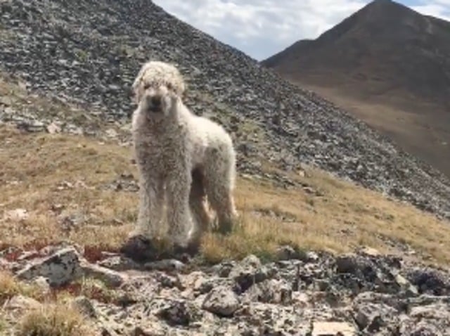 Un perro esperó a su dueña 19 días en el lugar donde sufrieron un accidente de tránsito