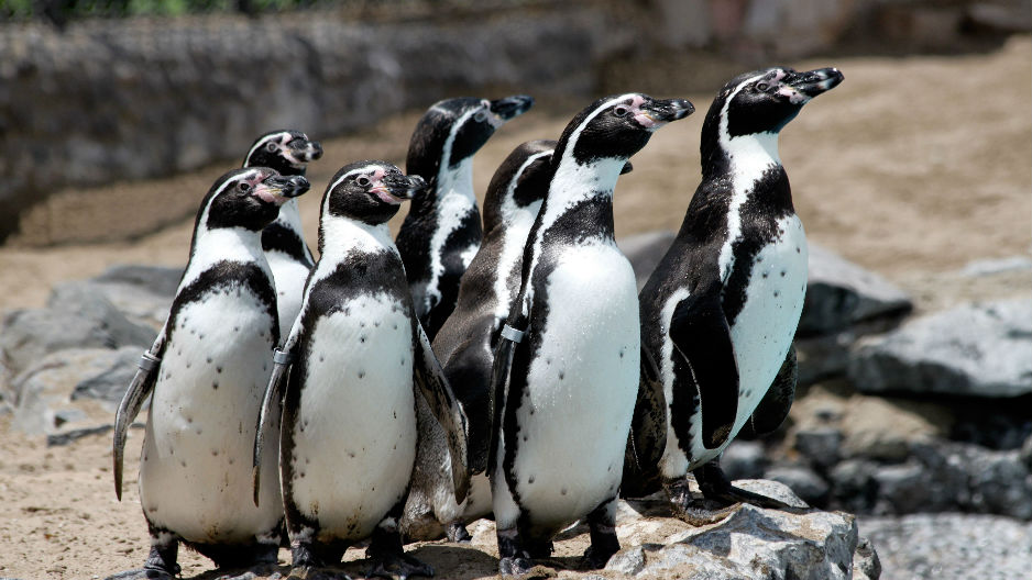 Primer censo nacional detecta menos pingüinos de Humboldt que hace 10 años