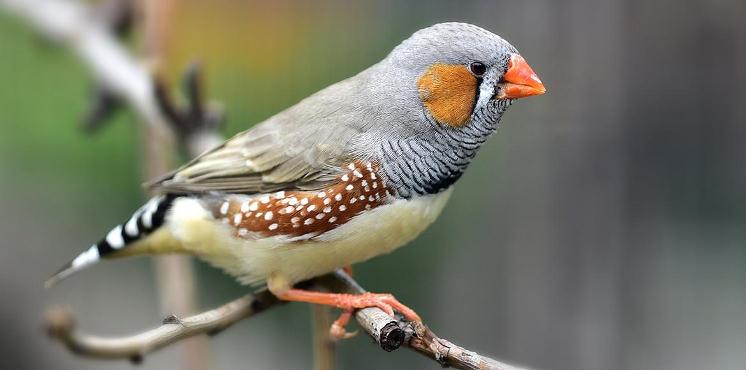 El ruido del tráfico acelera el envejecimiento de las aves pequeñas