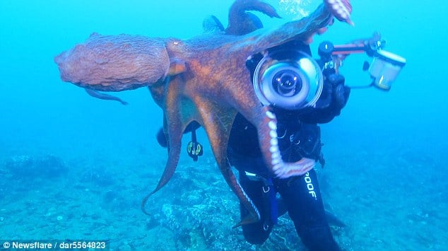 (Video+Foto) Un agresivo pulpo intenta robar la cámara de un buzo en el fondo del océano