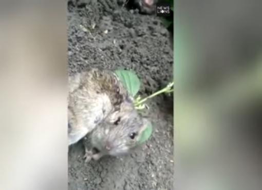 (Video) ¡Aterrador! Campesinos descubren una rata con una planta que brotaba de su espalda