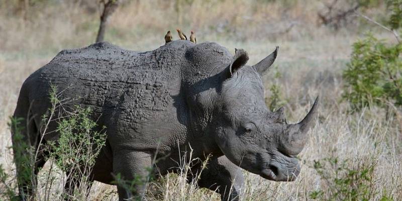 (+VIDEO) Un rinoceronte atacó a una camioneta en un zoológico mexicano