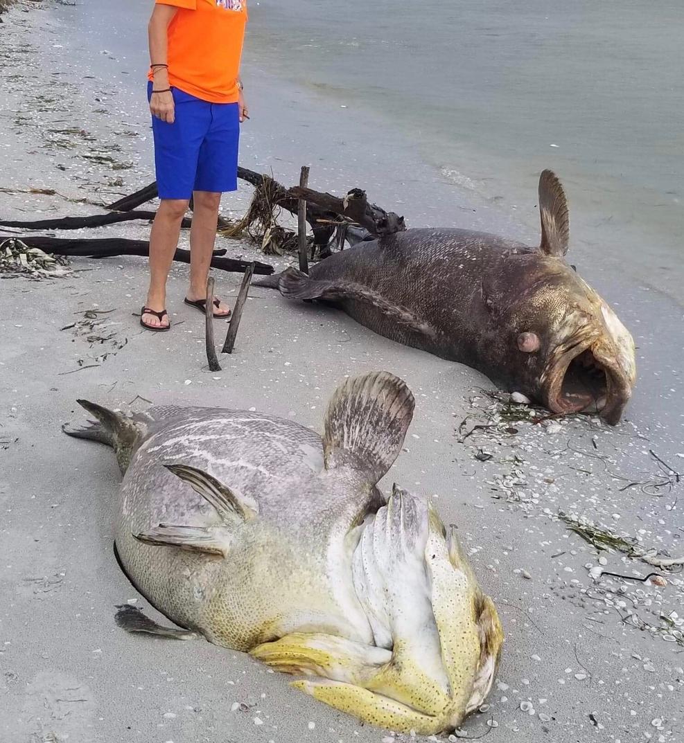 Marea roja acabó con miles de animales marinos en Florida