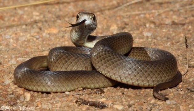 (+Vídeo) Dos serpientes macho danzan para cotejar una hembra en celo