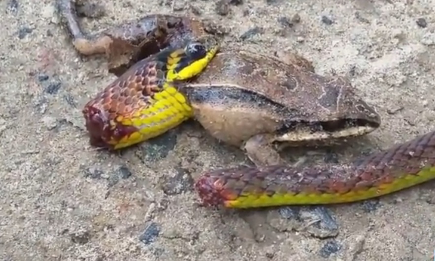 (Video) Serpiente degollada intenta comerse a un sapo y viraliza las redes