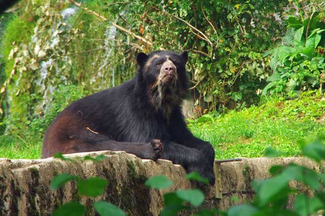 Científicos argentinos y bolivianos buscarán osos de anteojos y jaguares de altura en los Andes