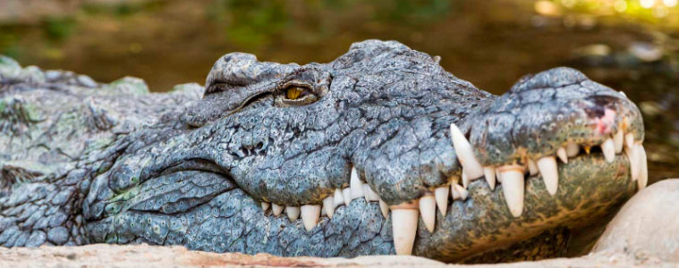 COCODRILO