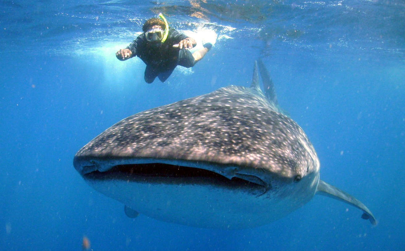 Descubren una nueva especie de crustáceo en la boca del tiburón ballena