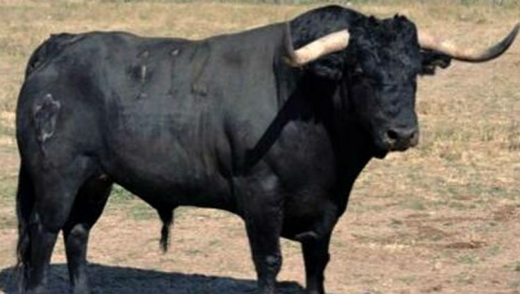 (+Video) Un toro se escapa de una fiesta patronal y causa revuelo en las calles