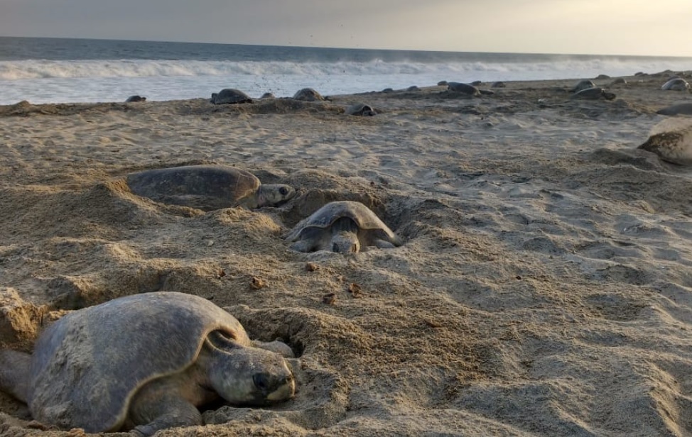 (Fotos) Tortuga en peligro de extinción muere atrapada entre las patas de un taburete en la playa