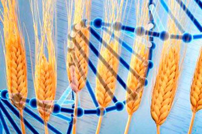 Más de 200 científicos descifran el genoma del trigo más cultivado en el planeta