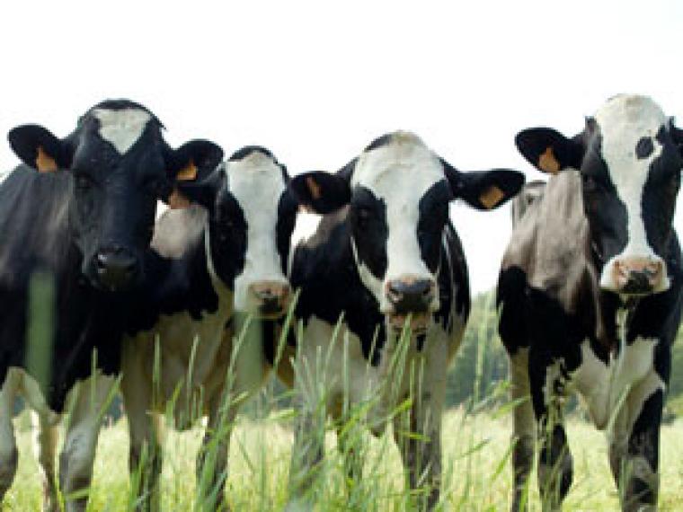 Vacas alimentadas con restos de cáñamo industrial producen leche con THC, según estudio alemán