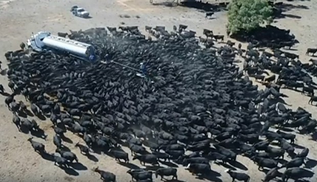 (Video) Vacas sedientas asaltan un camión cisterna en medio de la sequía en Australia