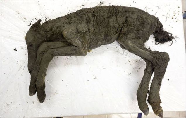 «Un caballo prehistórico»: Arqueólogos rusos descubren «ponysaurio» en perfecto estado