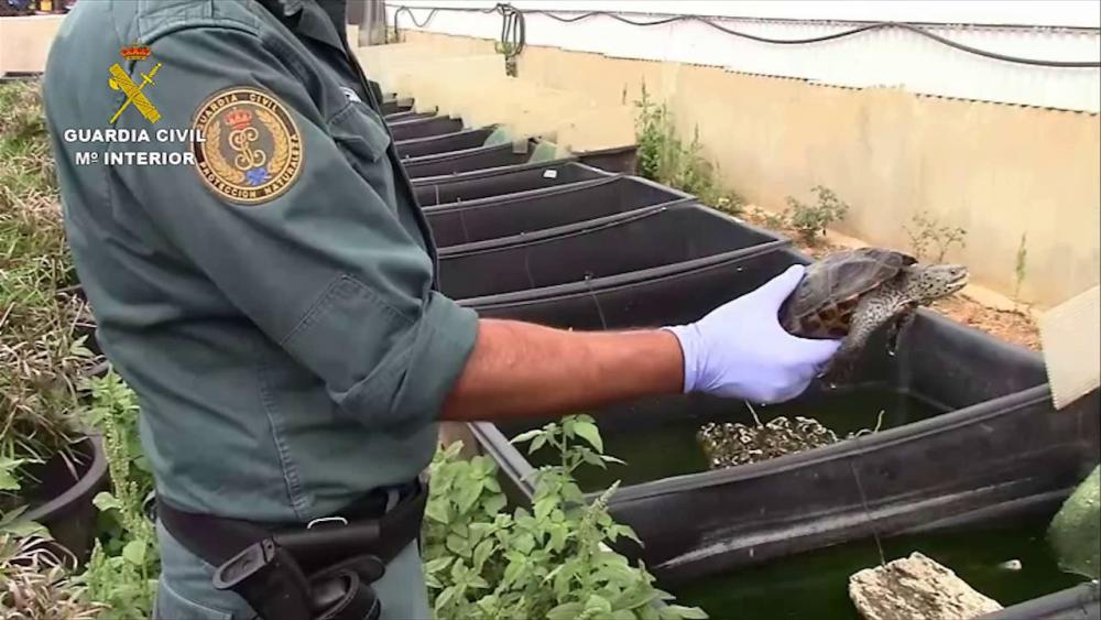 Desmantelado el mayor criadero ilegal de tortugas de Europa