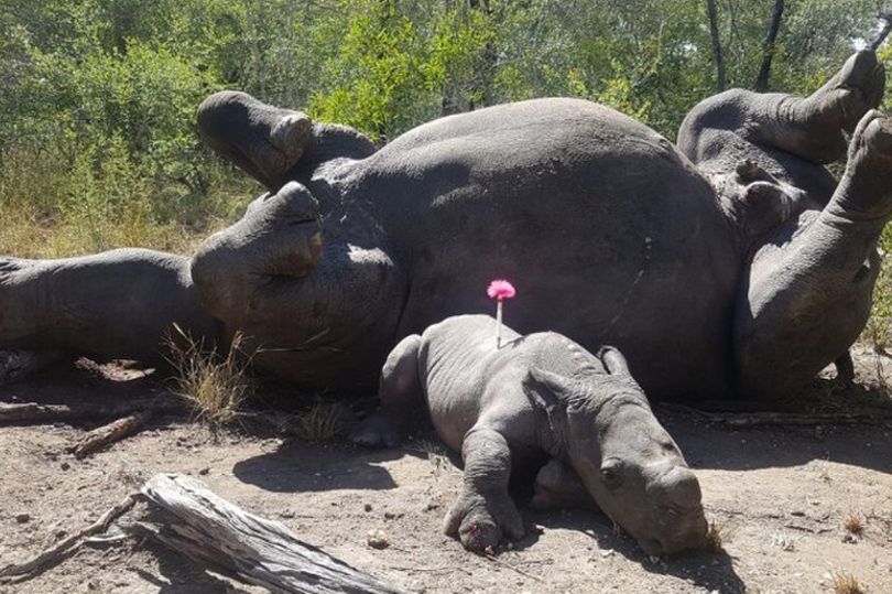 (Fotos) Un cachorro de rinoceronte fue hallado acurrucado junto a madre asesinada