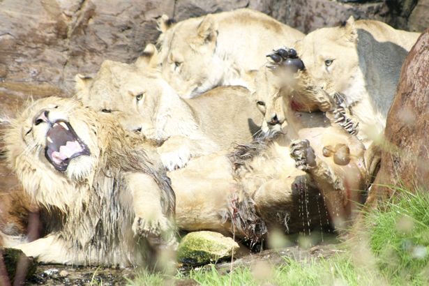 (Fotos) Pandilla de leonas casi mata al macho alfa de su manada