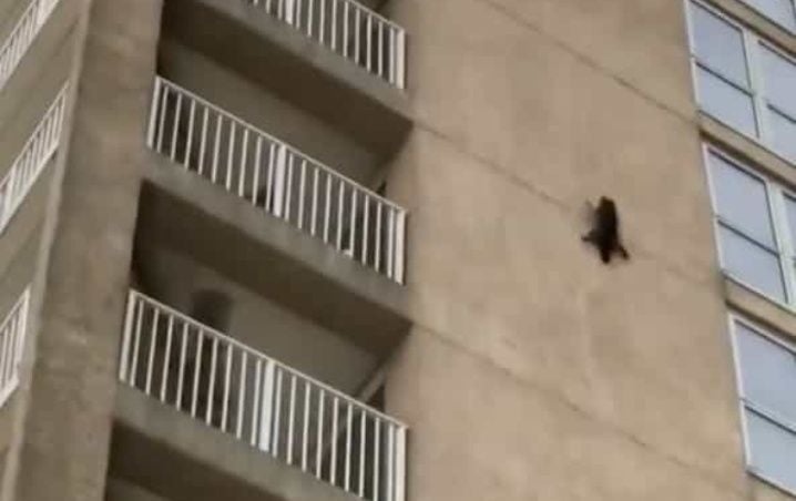 (Video) Un mapache sobrevive después de lanzarse de un noveno piso