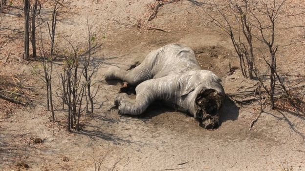¡Una masacre! Cazadores furtivos asesinan a 87 elefantes en el sur de África