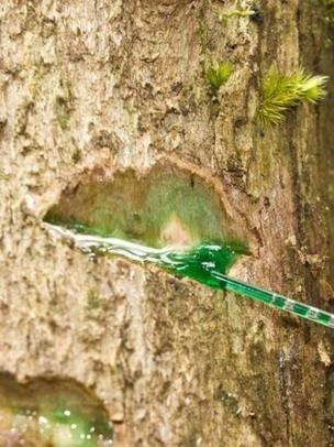 Un árbol sangra níquel para evitar ser comido por hervíboros