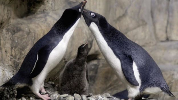 (Vídeo) Pareja de pingüinos secuestradores se roban una cría y deciden adoptarla, pero sus padres acuden al rescate