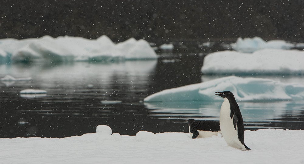 El cambio climático acaba con los pinguinos en la Antártida