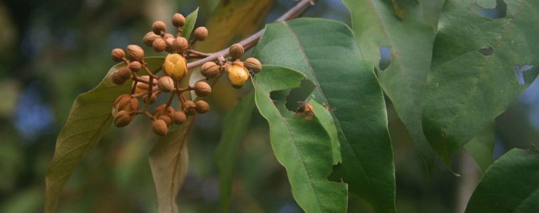 Planta amazónica tiene propiedades para curar el cáncer
