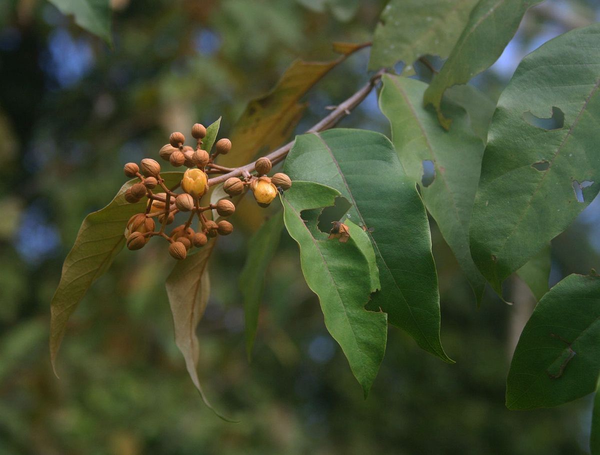 Planta amazónica tiene propiedades para curar el cáncer