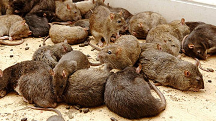 Descubren por primera vez en un ser humano el virus de hepatitis E propio de las ratas