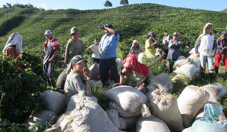 La agricultura familiar produce el 80% de los alimentos a nivel mundial