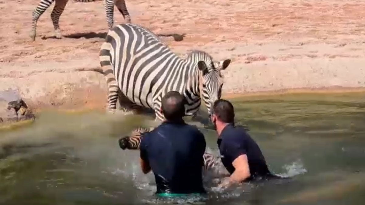 (Video) El rescate de una cebra recién nacida que cayó a un lago