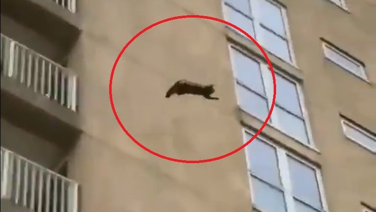 (Vídeo) Gato salta de un edificio y sobrevive al aterrizaje inesperado