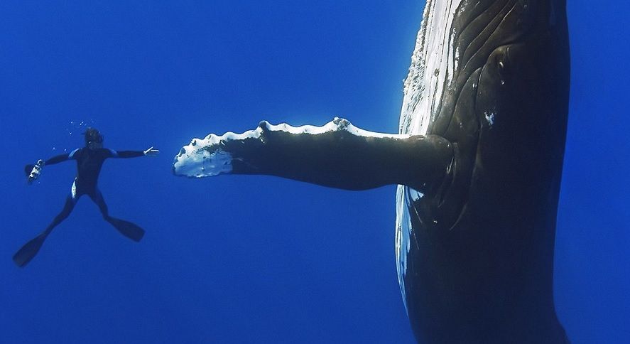 Vídeo: Buzo declara relación amistosa con ballena gigante