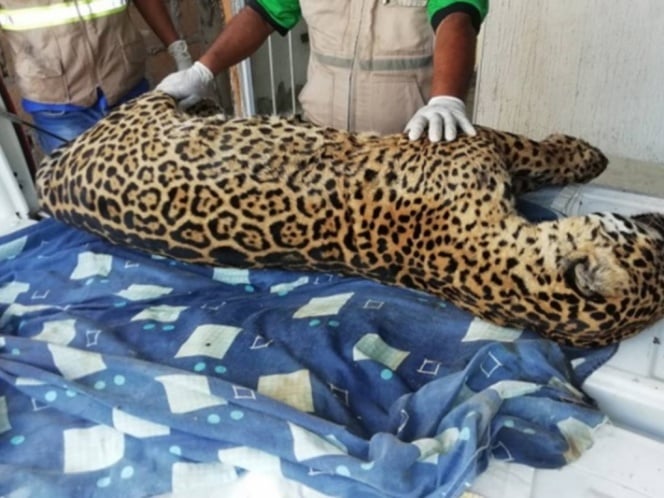 Localizan el cadáver de un jaguar cazado en una vivienda en Veracruz