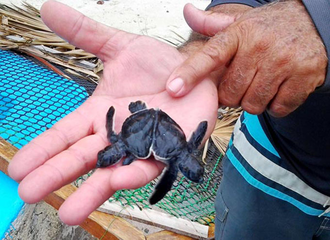 (Video) Las tortugas mutantes que nacieron en Cuba y preocupan a la ciencia