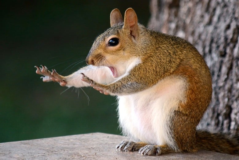 (Fotos) ¡A reír se ha dicho! Las fotografías de animales más graciosas de 2018