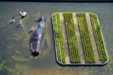 (Fotos) Una enorme ballena tomó por asalto el río Manzanares de España