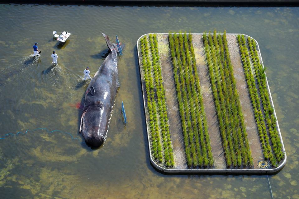 (Fotos) Una enorme ballena tomó por asalto el río Manzanares de España